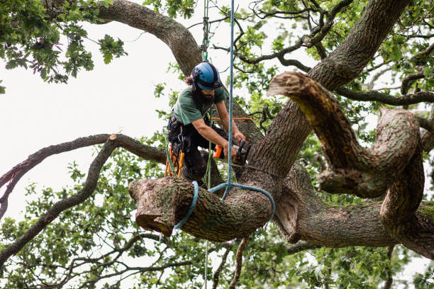 How Our Tree Care Process Works  in  Dakota Dunes, SD