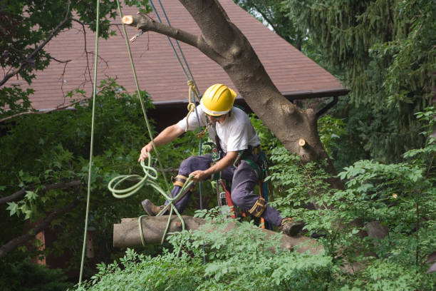 Best Residential Tree Removal  in Dakota Dunes, SD