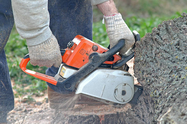 Best Commercial Tree Removal  in Dakota Dunes, SD