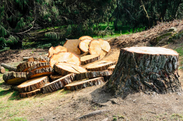 Trusted Dakota Dunes, SD Tree Removal Services Experts